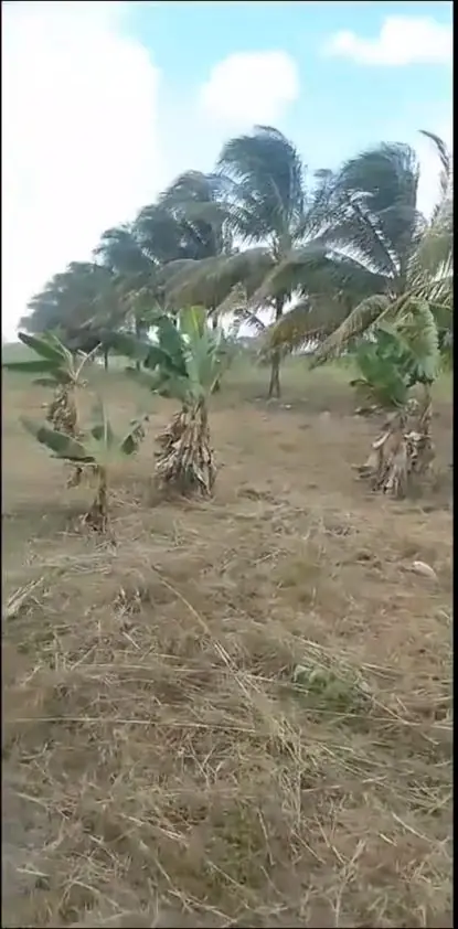 Rows of young coconut palms and banana plants