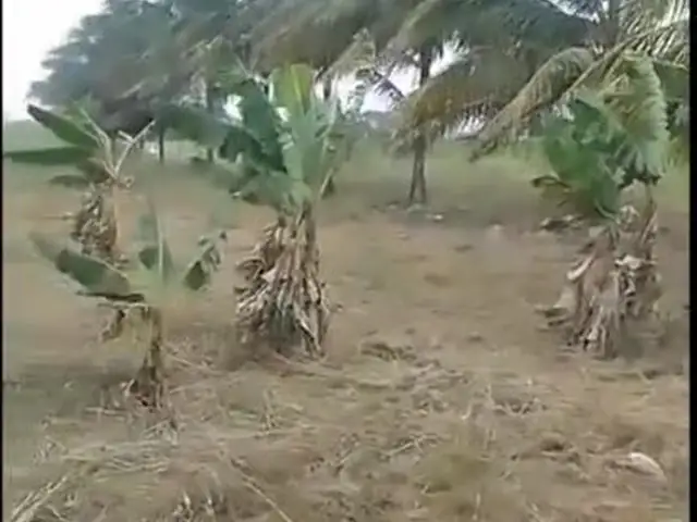Rows of young coconut palms and banana plants